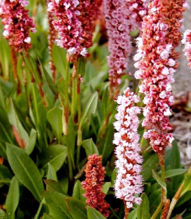persicaria affinis 'Darjeeling red'